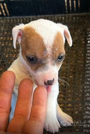 Jack russel