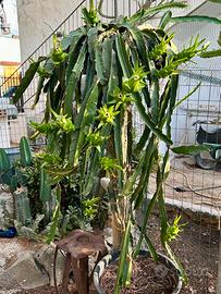 Pitaya, Talee e piante radicate