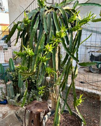 Pitaya, Talee e piante radicate