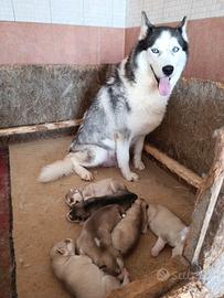 Siberian husky cuccioli con pedigree