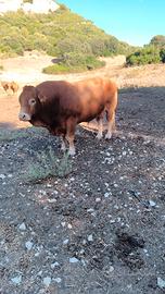 Toro limousin