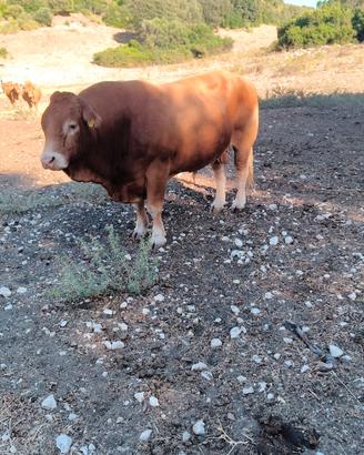 Toro limousin