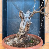Pre bonsai melograno