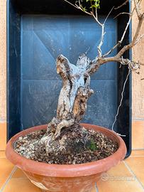 Pre bonsai melograno
