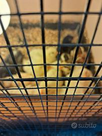 Pulcini misti di gallinelle e padovane ciuffate