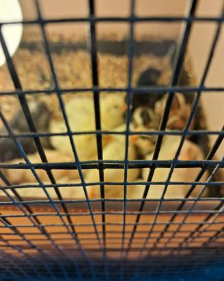 Pulcini misti di gallinelle e padovane ciuffate