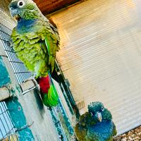 Coppia Pionus Maximiliani