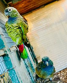 Coppia Pionus Maximiliani