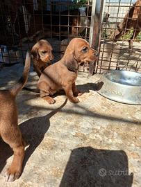 Cuccioli segugi dell appennino 