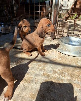 Cuccioli segugi dell appennino 