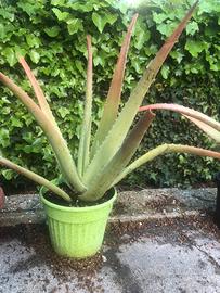 Piante Aloe