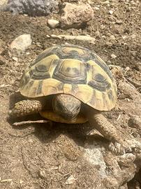 Tartarughe