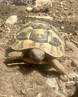 Tartarughe