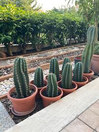 Piante grasse