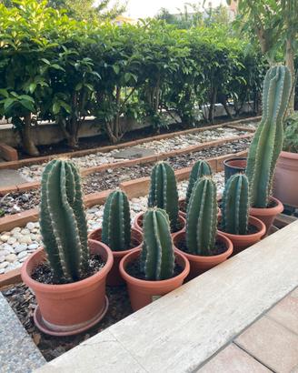 Piante grasse