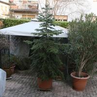 Abete "Nordmanniana". Venduto