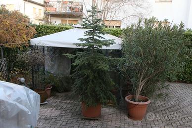 Abete "Nordmanniana". Venduto