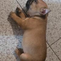 Bulldog francese