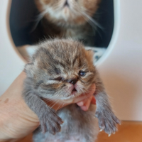 Gattino Persiano Esotico