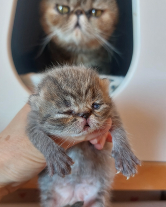 Gattino Persiano Esotico