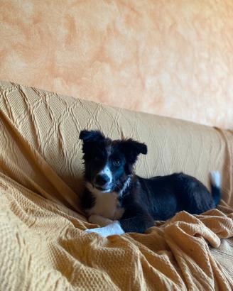 Cucciolo border collie