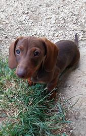 Cuccioli bassotto