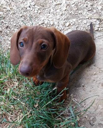 Cuccioli bassotto