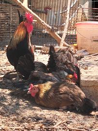 Gallina Siciliana Coronata