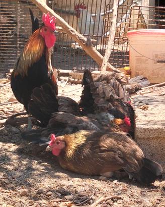 Gallina Siciliana Coronata