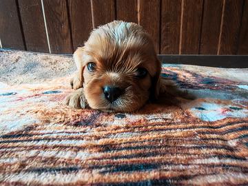 Cavalier king Charles Spaniel