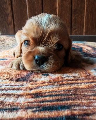 Cavalier king Charles Spaniel