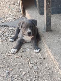 Cane corso