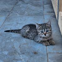 Meravigliosi gattini per te
