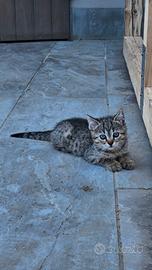 Meravigliosi gattini per te