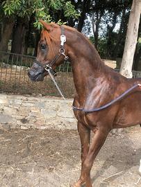 Cavallo Arabo