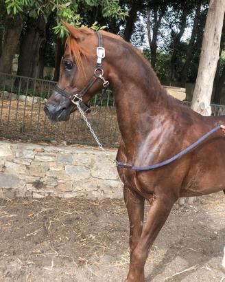 Cavallo Arabo