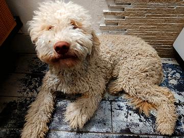 Lagotto con pedigree 