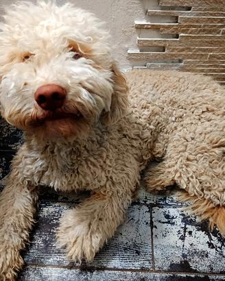 Lagotto con pedigree 