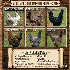 Galline ornamentali