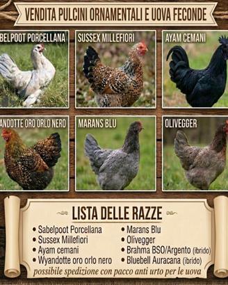 Galline ornamentali