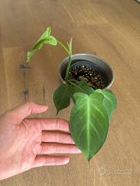 Philodendron Camposportoanum