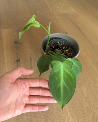 Philodendron Camposportoanum