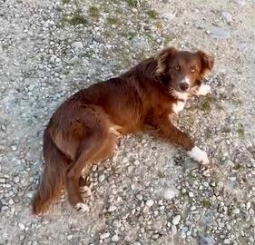 Border collie