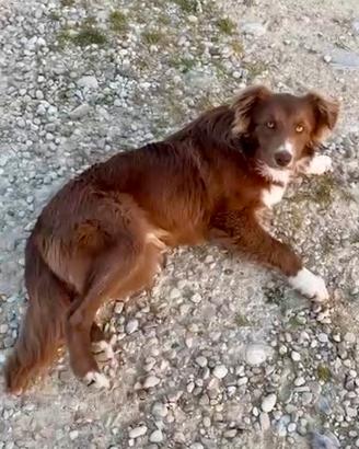 Border collie