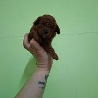 Barboncini toy mini mini