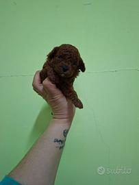 Barboncini toy mini mini