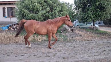 Purosangue Arabo