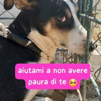 TERRY 4 ANNI 15 KG taglia media piccola