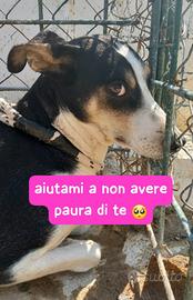 TERRY 4 ANNI 15 KG taglia media piccola