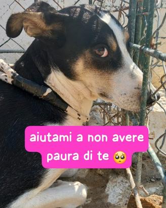 TERRY 4 ANNI 15 KG taglia media piccola